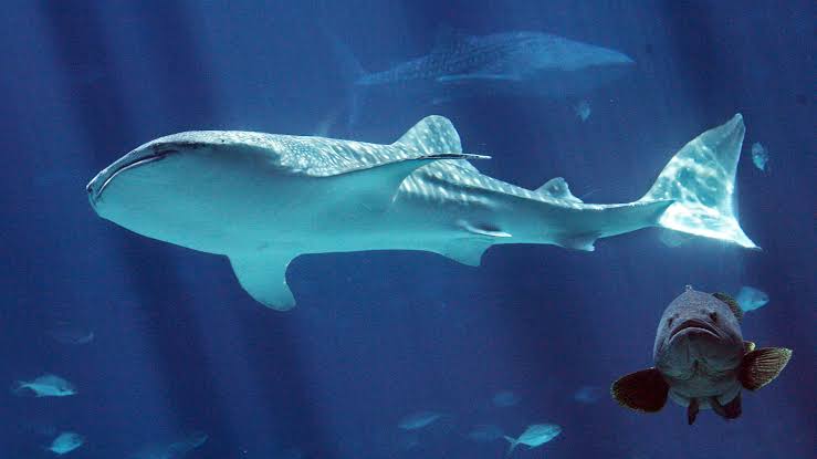 Whale shark Taroko dies at Georgia Aquarium following health issue