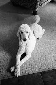 Check spelling or type a new query. White Standard Poodle By David Rothschild