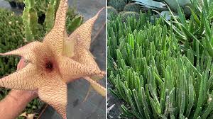 Image result for Stapelia gigantea