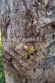 Image result for Flacourtia