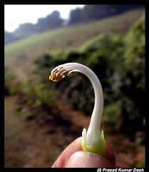 Image result for Canavalia africana