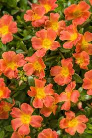 Image result for Portulaca foliosa
