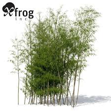 Xfrogplants Golden Bamboo 3d Model Ad Golden Xfrogplants Model Bamboo Tree Photoshop Plants Landscape Design