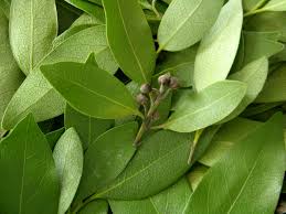 2½ cups basmati rice, thoroughly washed. Substitutes For Curry Leaf That Can Be Used In Case Of An Emergency Tastessence
