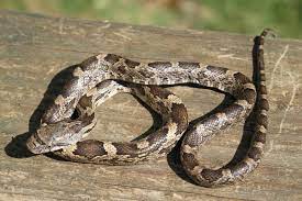 What Is A Chicken Snake With Pictures Rat Snake Black Rat Snake