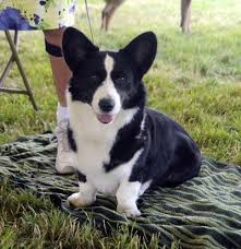 Black And White Cardigan Welsh Corgi Puppy Welcome To Best In Show Daily Corgi Corgi Dog Pembroke Welsh Corgi Puppies