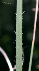 Image result for Koeleria