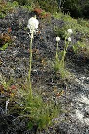 Image result for Xerophyta suaveolens