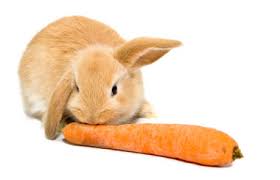 Image result for RABBIT