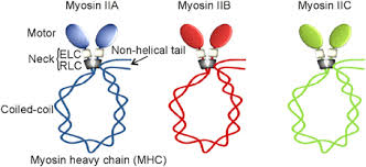 Solved 16. Describe The Quaternary Structure Of Myosin, | Chegg.Com