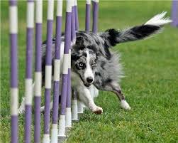 Pin On Dog Training