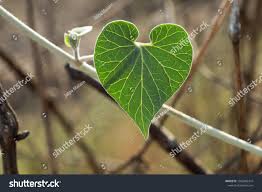 Image result for Pergularia daemia