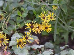 Subtomentosa was discovered alongside an illinois railroad route by a nurseryman the plant was eventually named for. Schwachfilziger Sonnenhut Henry Eilers Bestes Stauden Wissen