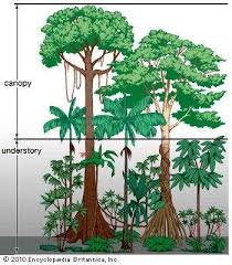 Tropical Rainforest Population And Community Development And Structure Rainforest Flowers Rainforest Trees Tropical Rainforest