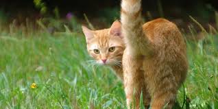 Maybe you would like to learn more about one of these? 10 Arti Gerakan Ekor Kucing Cat Lovers Wajib Tahu Halaman All Kompas Com