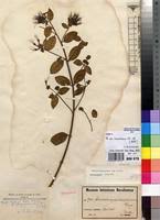 Image result for Combretum cinereopetalum