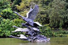 Swan Lake Singapore Botanic Garden Singapore Botanic Gardens Singapore Bald Eagle