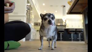 17 times jenna marbles' dog kermit sparked pure joy. Trying To Get My Chihuahua To Sit For 20 Minutes Youtube