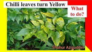 We did not find results for: Merawat Daun Cili Kuning Merawat Daun Cabe Menguning How To Care Chilli Plant Yellow Leaves Youtube