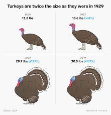 Visit business insider's homepage for more stories. Thanksgiving Turkeys Have Doubled In Size Since The 1950s