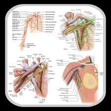Human anatomy is the study of the structure of the human body. Anatomy Upper Limb And Thorax Of The Human Body Mod Apk 3 3 Unlimited Money Latest Version Download