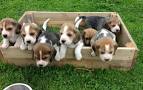 Beagle Puppies For Sale - AKC PuppyFinder