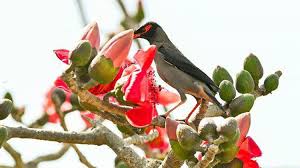 শেষ হয়ে আসছে শীত,শুরু হয়েছে বসন্তের আগমনী বার্তা - The Morning News |
