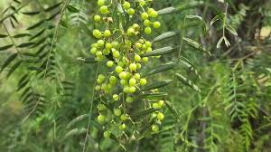 Image result for Schinus