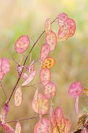 Honesty Seed Heads Seed Pods Seeds Planting Flowers