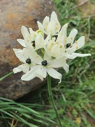 Image result for Ornithogalum flexuosum