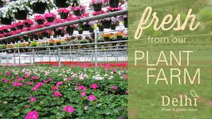 Auction direct flowers supplies flower shops, wedding agencies, garden centers, landscaping companies, florists… 47 Best Garden Center Displays Ideas Garden Center Displays Garden Center Garden