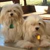 Havanese Rescue ― ADOPTIONS