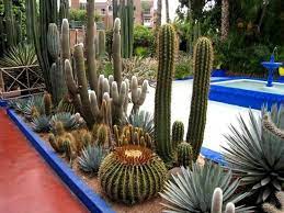 epingle par marcus collins sur succulents and cactus jardin mexicain jardin majorelle idees jardin