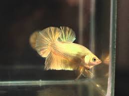 ✓ free for commercial use ✓ high quality images. Super Gold Betta Hmpk For Sell Male Kom06 Youtube