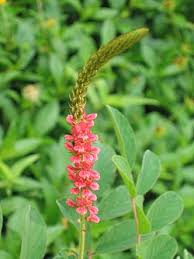 Image result for Indigofera hirsuta
