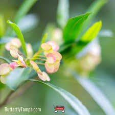 Image result for Dodonaea viscosa