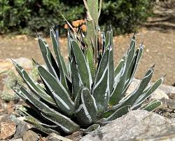 Image result for Agave