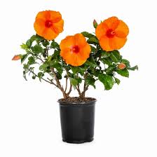 Image result for Hibiscus ludwigii
