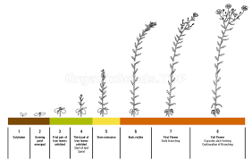 Drawing stages of flower growth. All About Flax