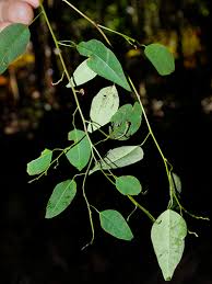 Image result for Maprounea