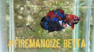 Terjangkau anakan burayak ikan cupang giant fancy koi red yellow nemo candy. Cupang Plakat Black Red Koi Galaxy Youtube