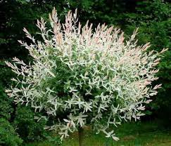 Dappled Willow Bush Bing Images Dappled Willow Tree Dappled Willow Trees To Plant