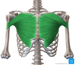 Find out more about the individual muscles within the chest anatomy by clicking their. Pectoralis Major Origin Insertion Innervation Function Kenhub