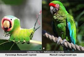 Вилохвост большой на Likeness.ru / Лучшие сходства в начале
