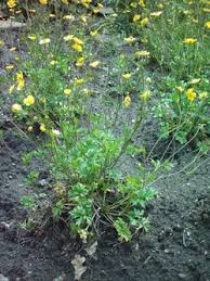 Image result for Ranunculus volkensii