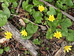 Image result for Bromus leptoclados