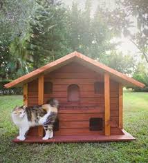 kedi evi panosundaki pin