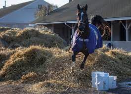 Medina spirit wins bob baffert a record 7th kentucky derby. Kentucky Derby 2021 Horse Midnight Bourbon Briefly Loose On Backside