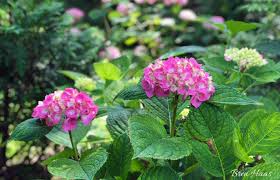 The let's dance® rave® hydrangea is a reblooming hydrangea that is packed full with vibrant color. Growing Happy Spot Free Summer Hydrangeas Bren Haas