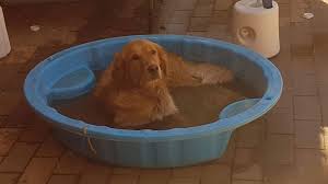 Maybe you would like to learn more about one of these? Our Pets The Alice Springs Veterinary Hospital